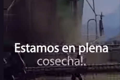 COSECHA TRIGO IG V2